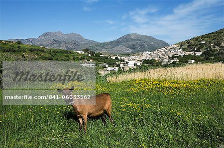 Ziege in der Frühlingswiese, Agios Stefanos, in der Nähe von Pefki, Lasithi Region, Kreta, griechische Inseln, Griechenland, Europa