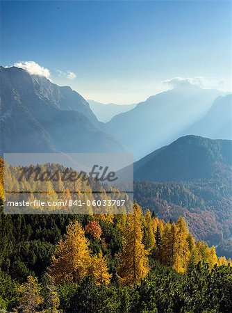 Passer des mélèzes dorés et les Alpes juliennes de la Mangart, Goriška, Slovénie, Europe