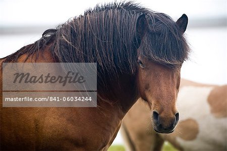 Sauvages chevaux, South Iceland, Islande, régions polaires