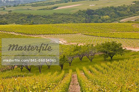 Irancy, Bourgogne, France, Europe