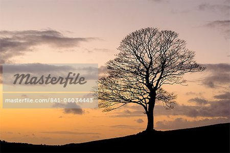 Bare winter tree at sunset, The Roaches, Staffordshire, Peak District National Park, England, United Kingdom, Europe