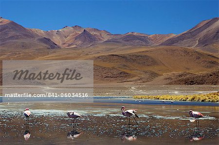 Flamants roses à boire dans une lagune, sud ouest Bolivie, en Amérique du Sud