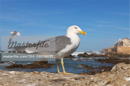 Herring Gull on Coast, Essaouira, Morocco