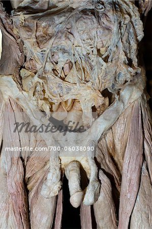 Pelvis et cavité abdominale humain mâle plastinés