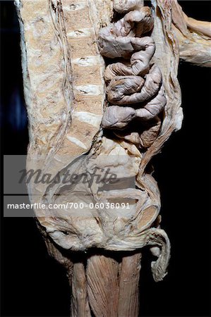 Plastinated Human Male Sagital Section of Spinal Column, Abdominal Cavity and Pelvis Plastinated Human Male Sagital Section of Spinal Column, Abdominal Cavity and Pelvis