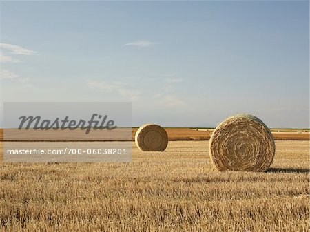 Hay Bales in Partially Harvested Prairie Wheat Field, Pincher Creek, Alberta, Canada