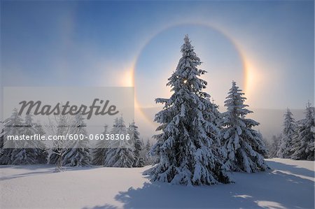 Halo et neige couverte d'arbres, Fichtelberg, Erzgebirge, Saxe, Allemagne Halo et neige couverte d'arbres, Fichtelberg, Erzgebirge, Saxe, Allemagne
