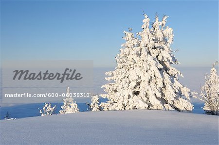 Schneebedeckte Bäume und Nebel im Tal, Rigi Kulm, Rigi, Kanton Schwyz, Schweiz