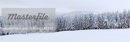 Snow Covered Forest, Rhoen, Rhon Mountains, Hesse, Germany