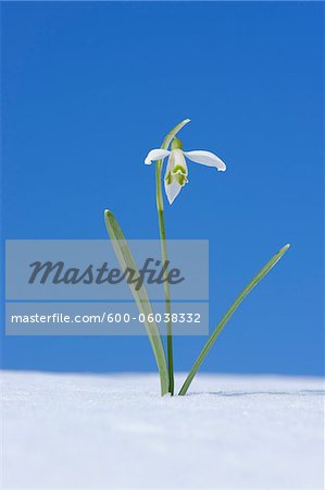 Galanthus Nivalis Snowdrop neige, Bavière, Allemagne