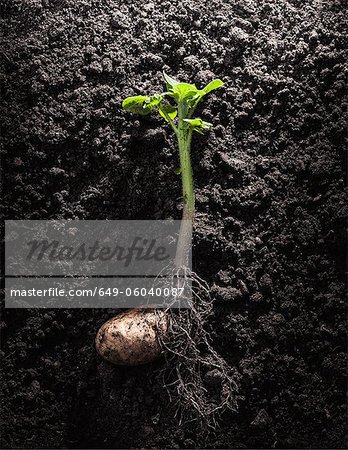 Potato with roots and leaves in dirt