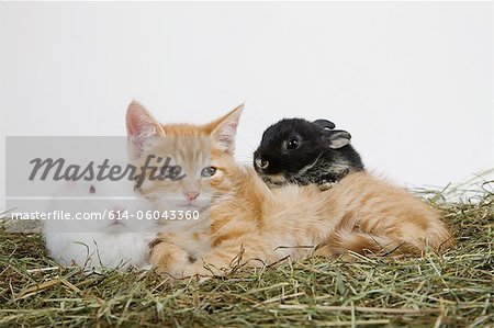 Ingwer-Kätzchen und Kaninchen