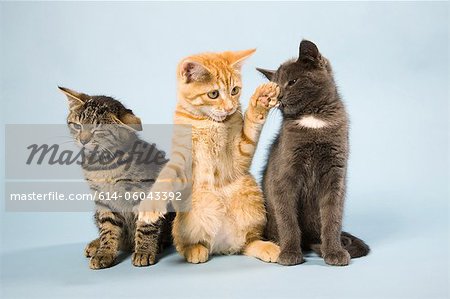 Three cats