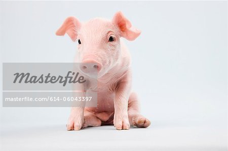 Cute piglet, studio shot