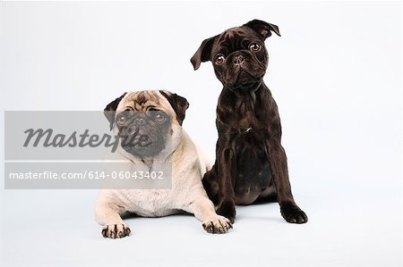 Pug dogs sitting down, portrait