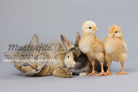 Kitten, rabbit and chicks