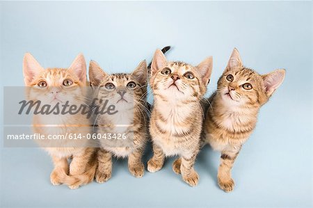 Quatre chats levant Quatre chats levant