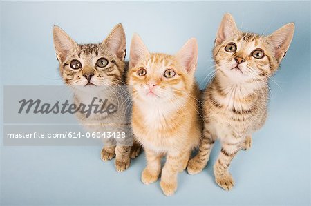 Three cats looking up