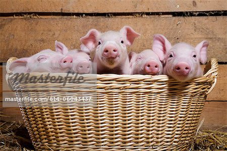 Five piglets in basket