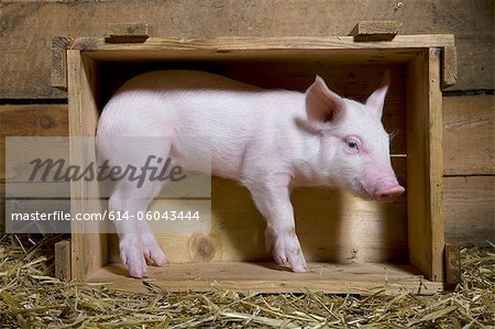 Piglet standing in wooden crate