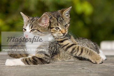 Two cats on fence