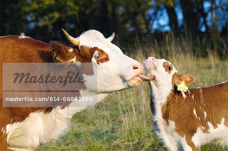 Cow licking calf