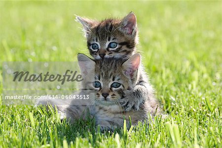 Deux chatons sur l'herbe