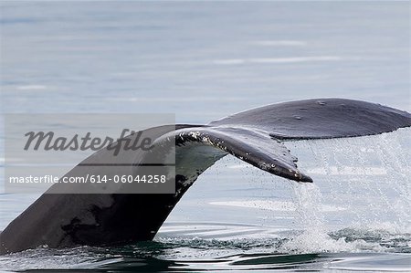 Stielansatz und Schwanz der Buckelwale