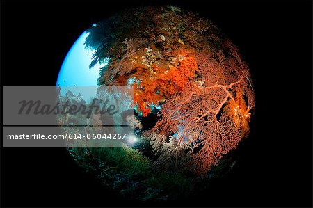 Scuba diver behind Gorgonian