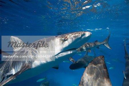 Closeup of Caribbean Reef Shark