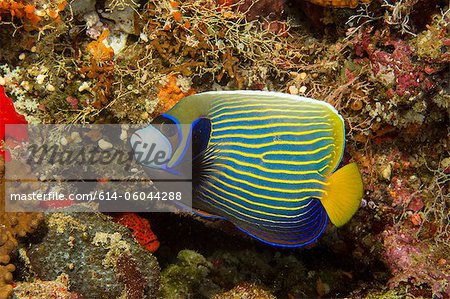 Maldives, poisson-ange empereur