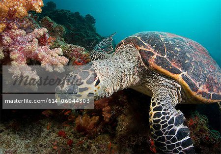 Tortue imbriquée sur les récifs coralliens