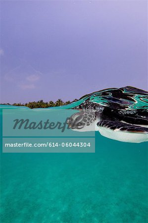 Tortue de mer verte juvénile Tortue de mer verte juvénile
