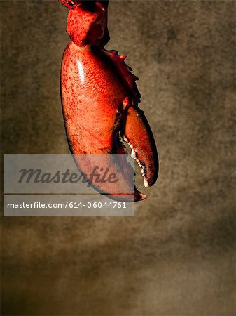 Lobster claw Lobster claw