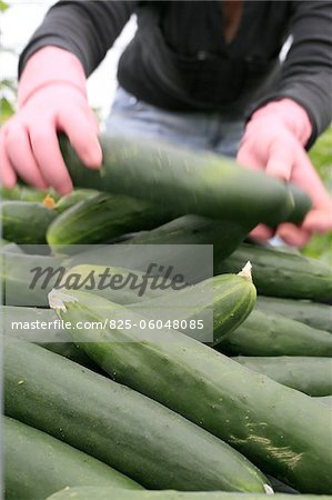 Gathering organic cucumbers