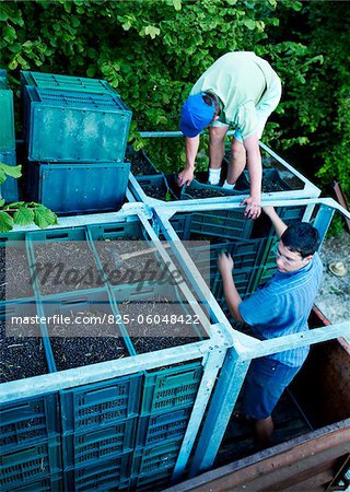 Picking blackcurrants