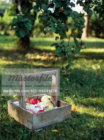 Basket of apples in the orchard