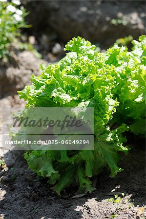 Laitue poussant dans le jardin potager