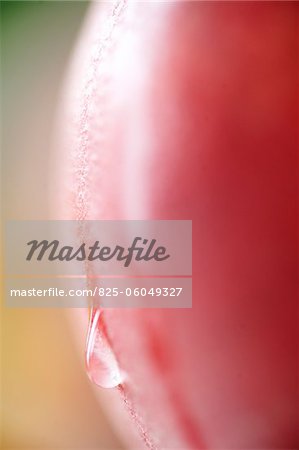 Close-up of a drop of water on a peach