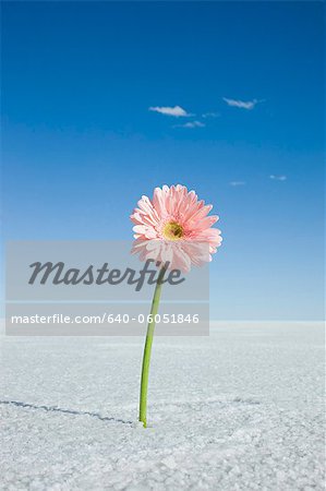 daisy in the middle of nowhere