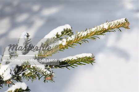 fresh snow on tree branches