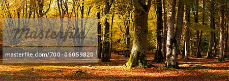 Forêt de bouleaux en automne, New Forest, Hampshire, Angleterre