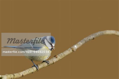 Blue Tit (Parus caeruleus) perched  on a branch