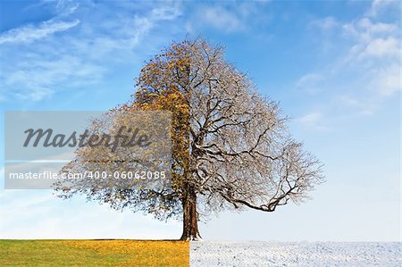 Collage tree consists of half  summer and half winter parts of the image