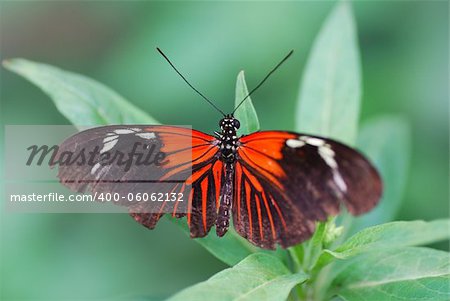 nice big colorful red black butterfly on leaf in rainforest