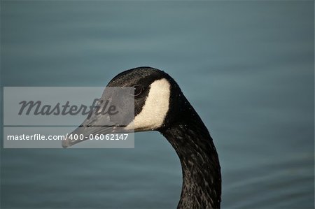 A closeup shot of the head and neck of a Canada goose (Branta canadensis) that is swimming on a pond.