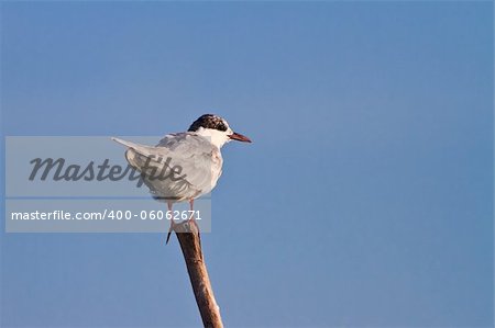 common terns (sterna hirundo hirundo) standing on a branch