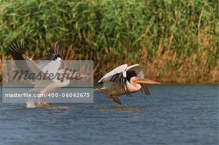 white pelicans (pelecanus onocrotalus) in flight in Danube Delta, Romania