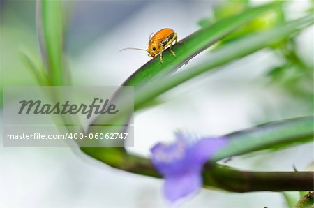 orange beetle  and violet flower in green nature or the garden