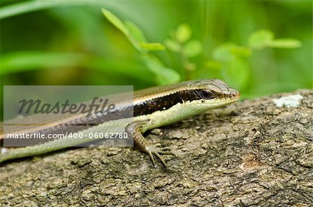 Skink in garden or in green nature